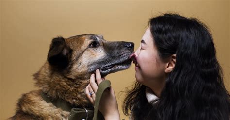 Close up of a Dog Licking a Woman